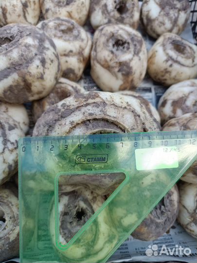 Рябчик императорский