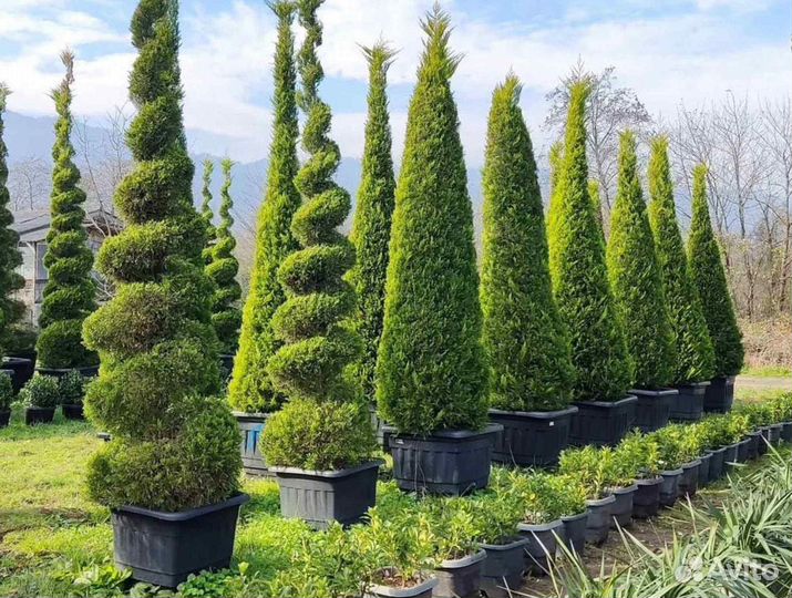 Туя с бесплатной доставкой