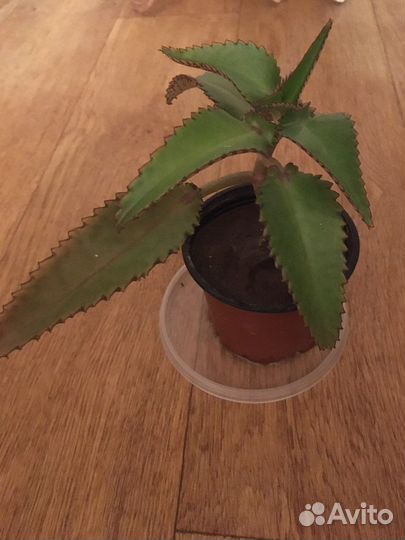 Каланхое лечебное