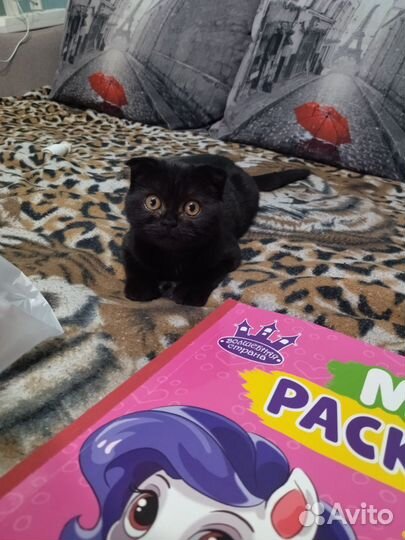 Шотландская кошечка