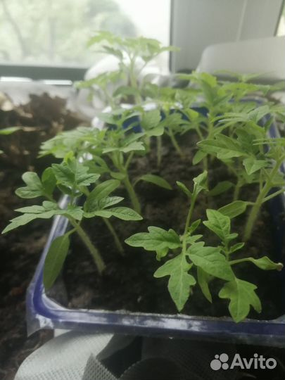 Рассада помидор