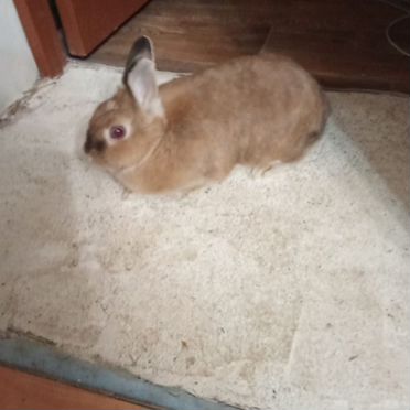 Декоративные кролики