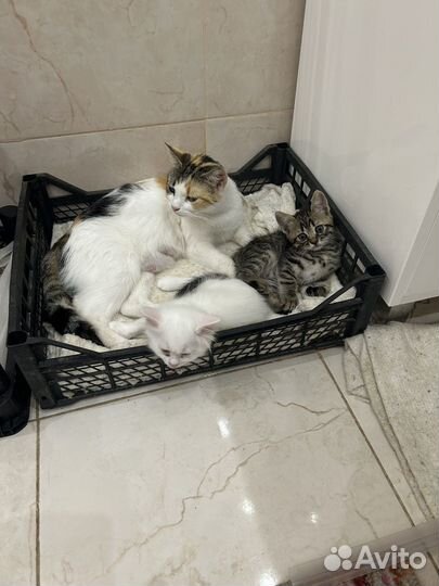 Котята