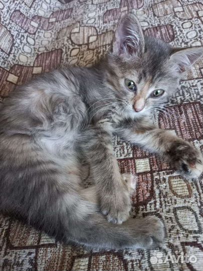 Котята в добрые руки бесплатно