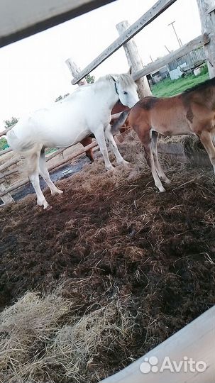 Продажа лошадей