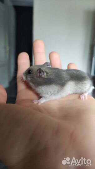 Джунгарский хомяк - М и Ж (сапфир)