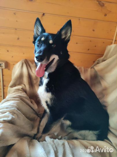 Собака в добрые руки