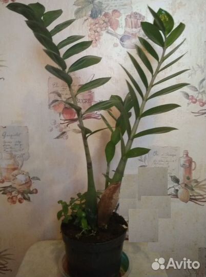 Замиокулькас