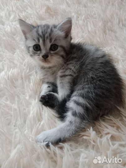 Котята в дар