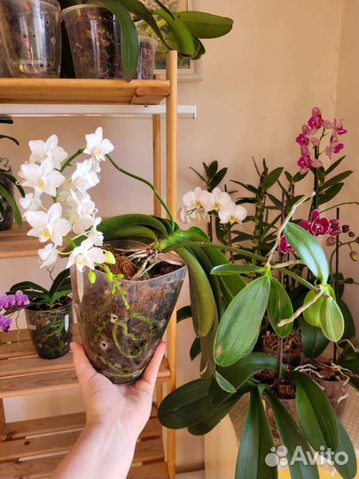 Детка орхидеи