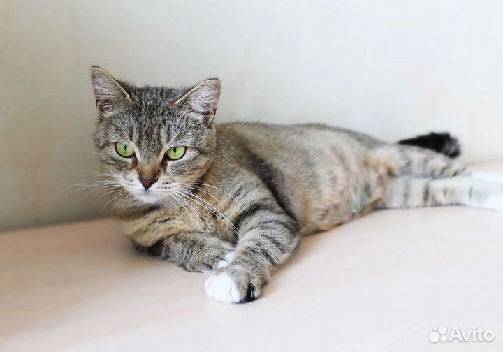 Кошечка Мишель