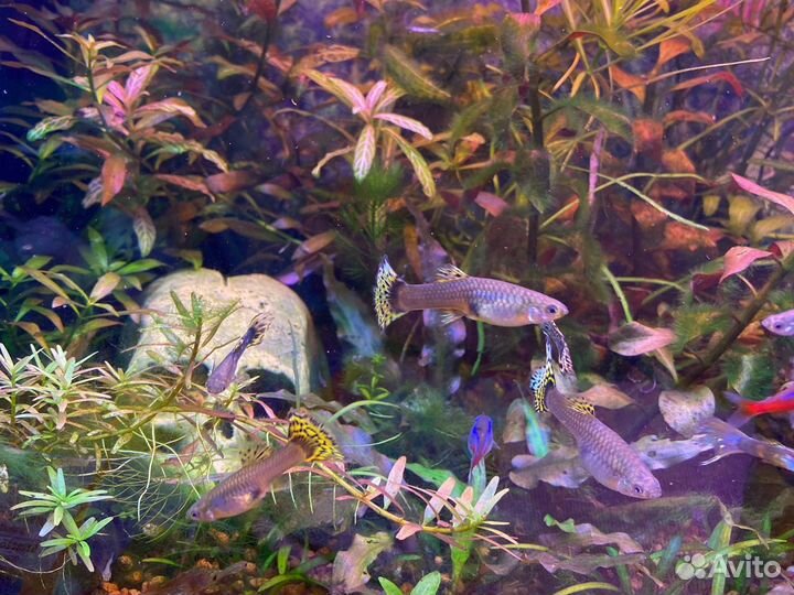 Мальки леопардового гуппи