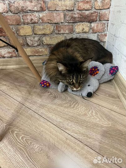 Отдам мейн-кун бесплатно