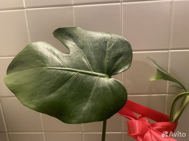Комнатные цветы монстера