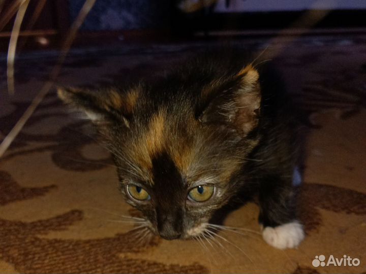 Отдаю кошечку в хорошие руки