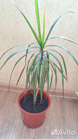 Комнатные цветы драцена