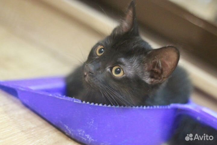 Котенок кошка Багира
