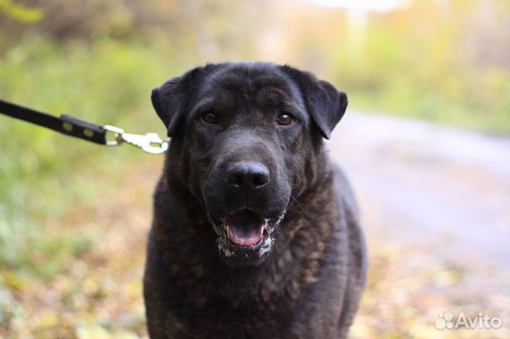 Метис шарпея