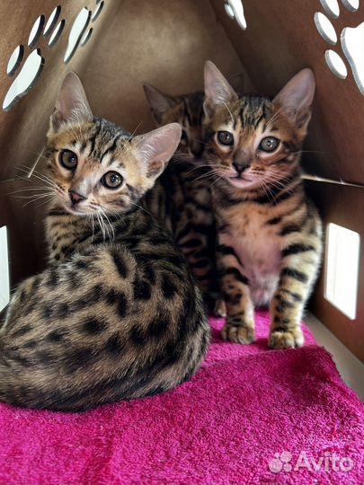 Бенгальская