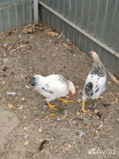 Продаю молодых петухов