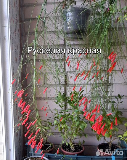 Домашние растения цветы