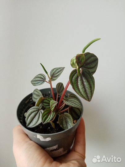 Бегония тигровая