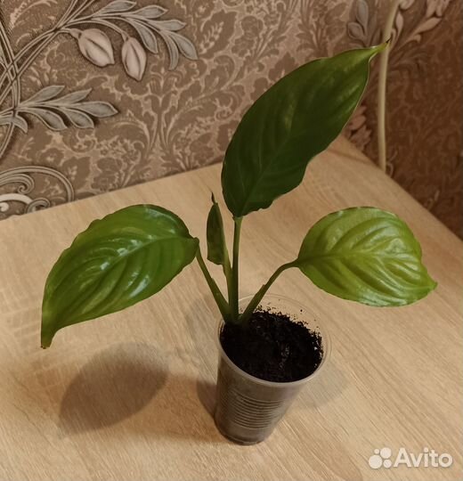 Спатифиллум