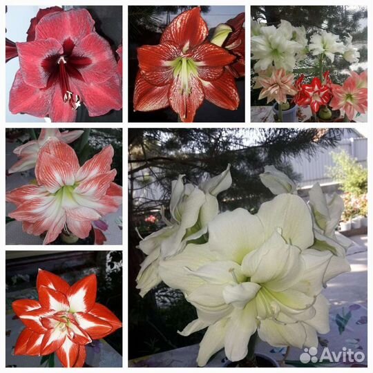 Гиппиаструм