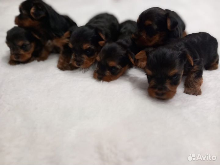 Йоркширский терьер