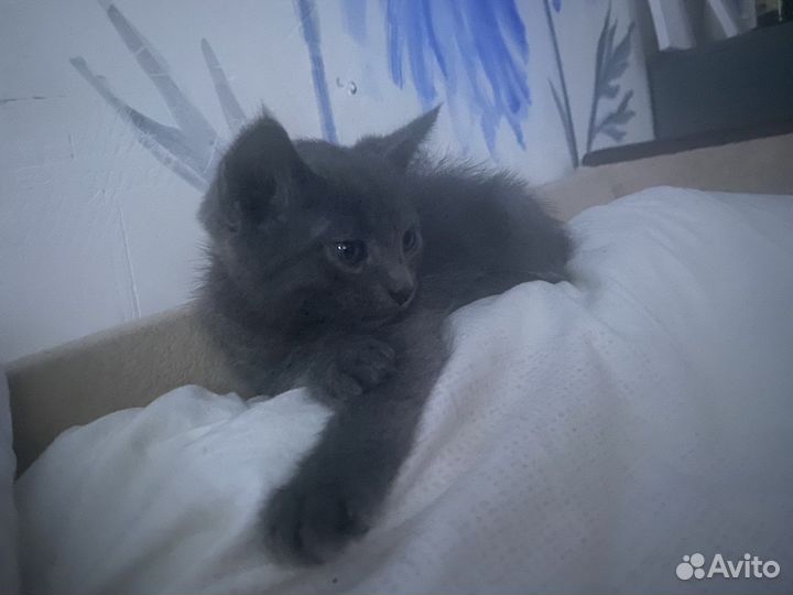 Русская голубая