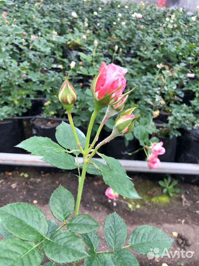 Саженцы роз зрк в горшках