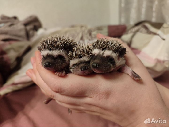 Африканский ежик