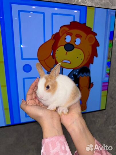 Карликовый кролик