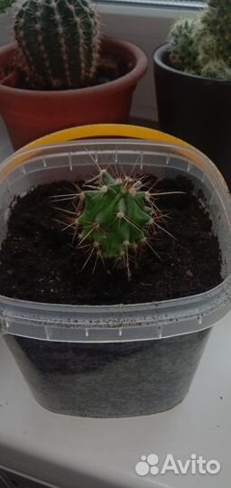 Кактусы микс