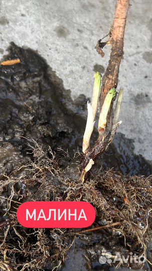 Саженцы малина и вишня