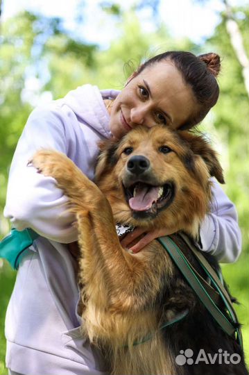 Собаки бесплатно в добрые руки, щенки, овчарки