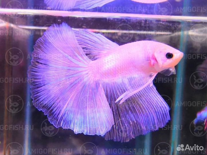 Петушок Халф Мун (Betta male Halfmoon) Люкс