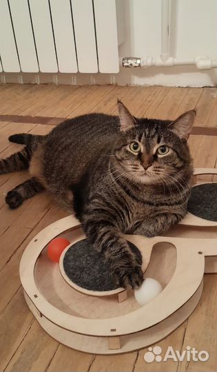 Добрая кошечка Рыся