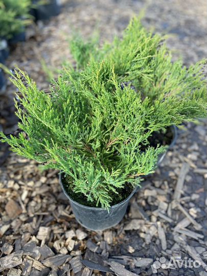 Можжевельник