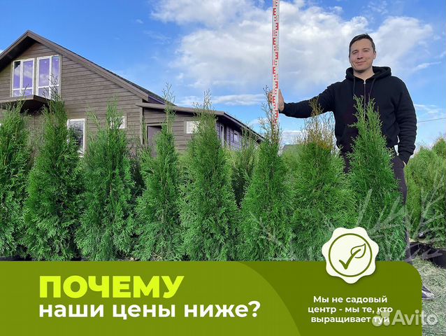 Туи смарагд 1,2 м свежая копка 2023 купить в Подольске | Товары для ...