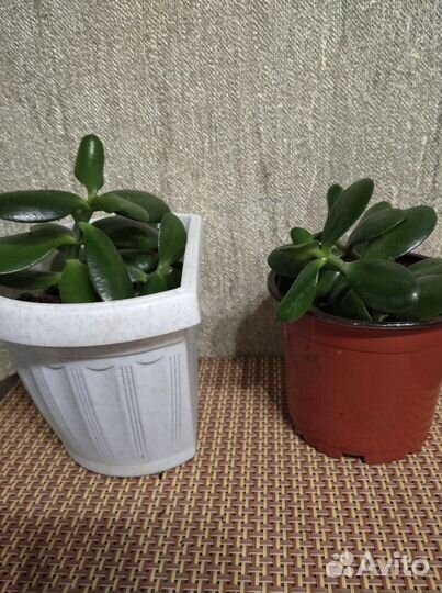 Цветы: Каланхоэ,Алое,Пеларгония,Традескан и другие