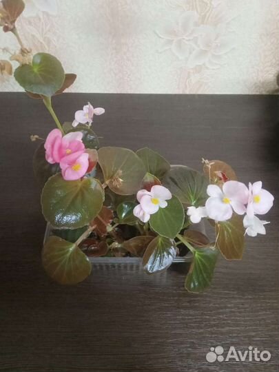 Комнатные цветы