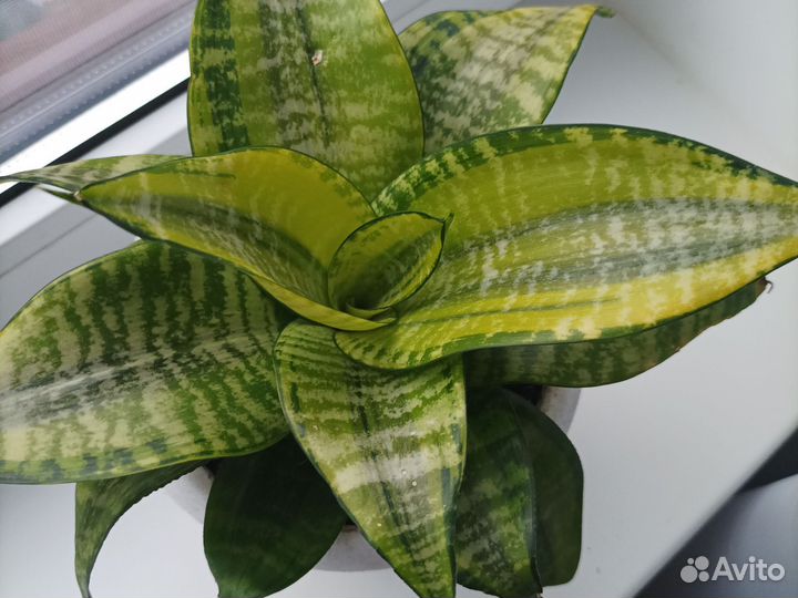 Сансевиерия Ханни Филлипин