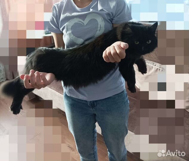 Кот в добрые руки