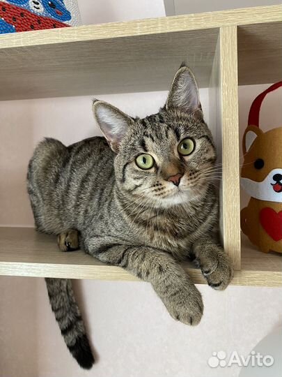 Кот Кисель пока мы в отпуск