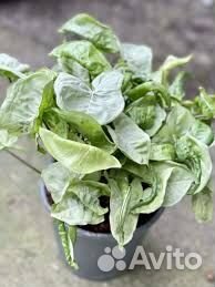 Сингониум Silver pearl