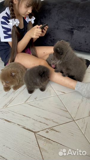 Шпиц голубой и лиловый цвет