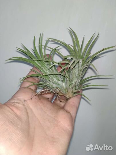 Тилландсия атмосферная