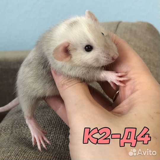 Крысята замечательные, мальчики и девочки