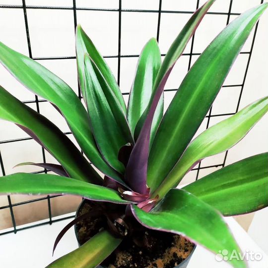 Традесканция Рео